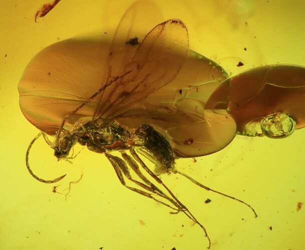 Detailed Fossil Fly (Diptera) In Baltic Amber #45165